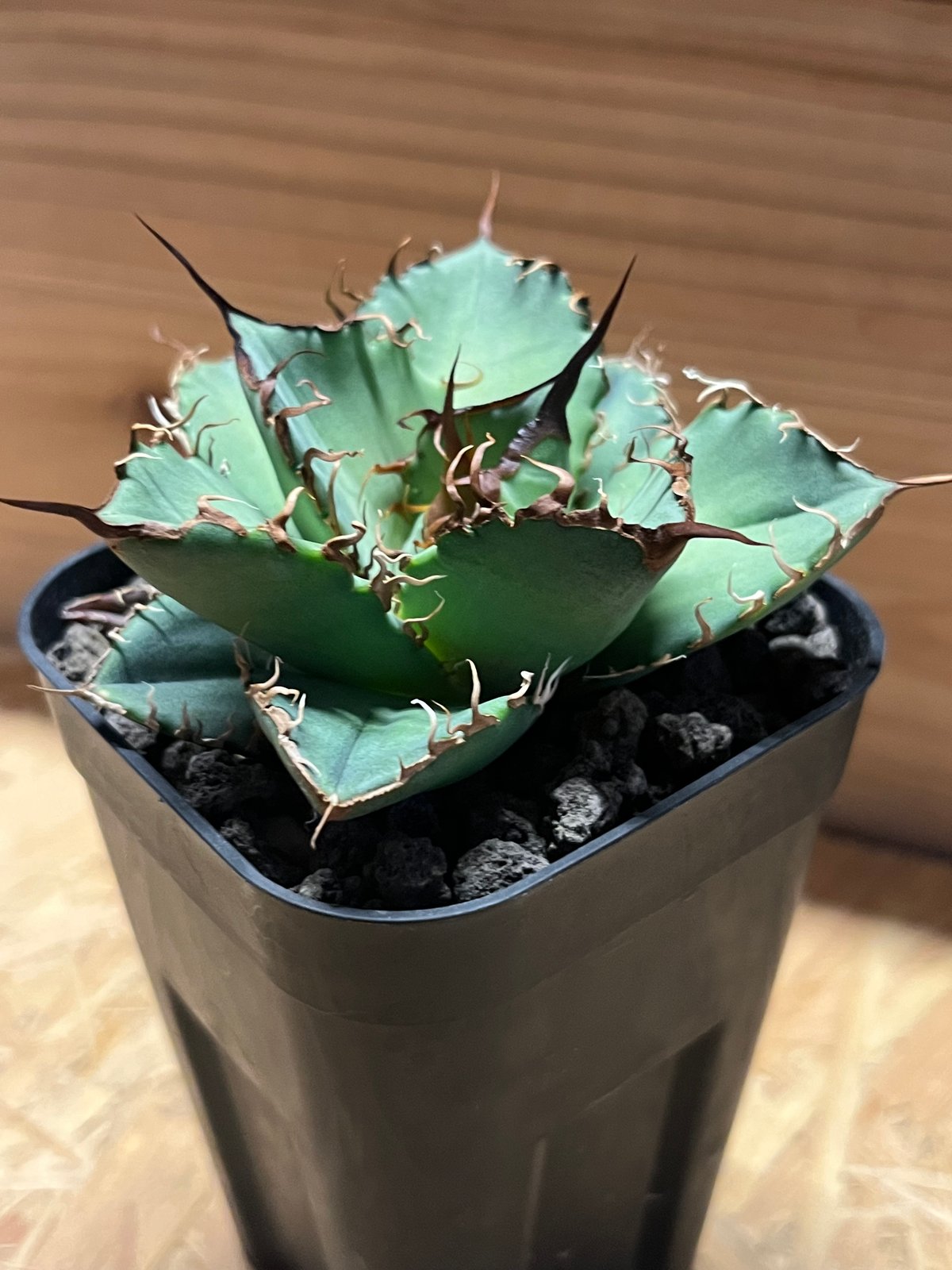 アガベ チタノタ オアハカ | GREEN LUCK