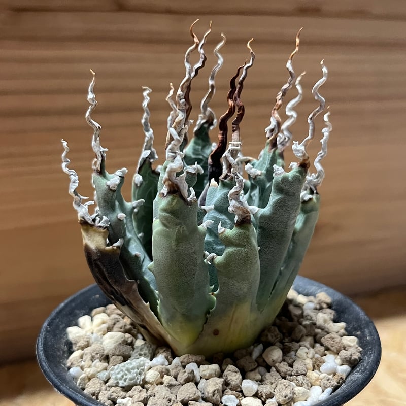 アガベ ユタエンシス エボリスピナ 陽炎 未発根 | GREEN LUCK