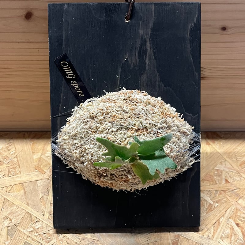 ビカクシダ OMG スポア | GREEN LUCK