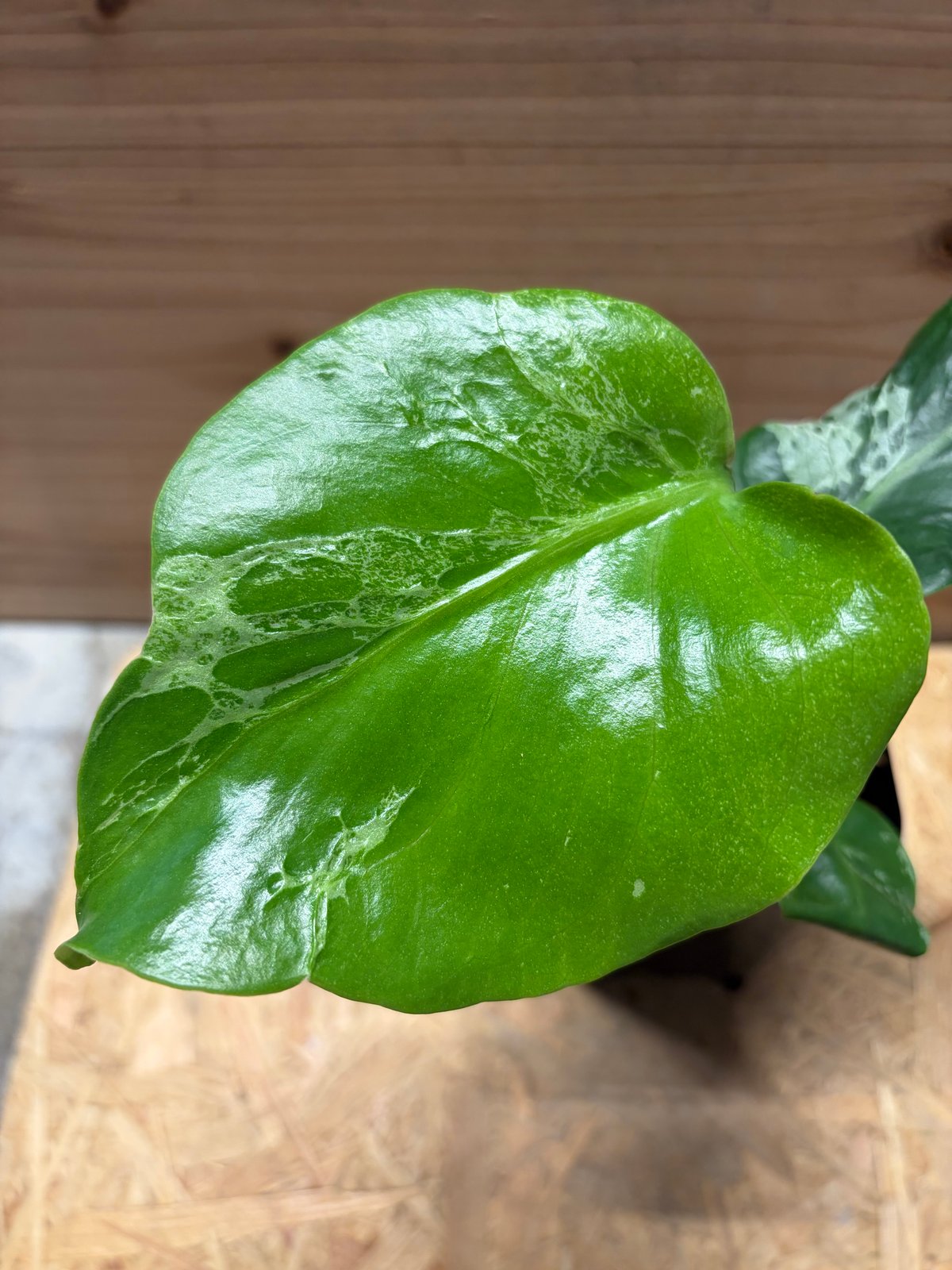 モンステラ デリシオーサ 'バルバソー' | GREEN LUCK