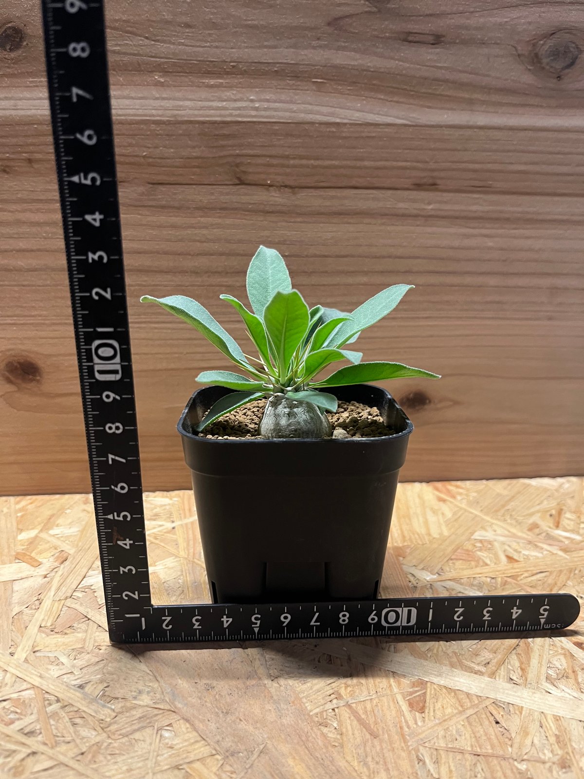 パキポディウム ナマクアナム 光堂 実生 | GREEN LUCK