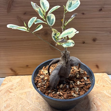 パンダガジュマル | STORES