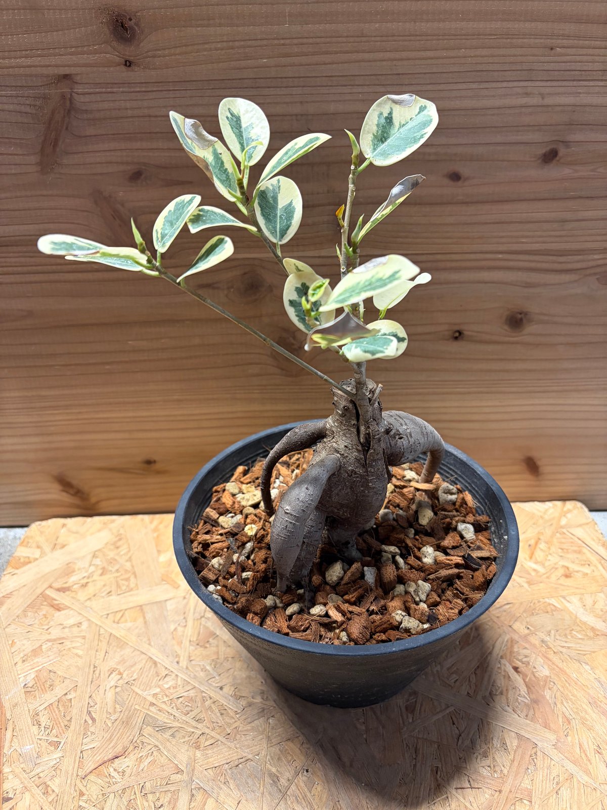 パンダガジュマル 斑入り | GREEN LUCK