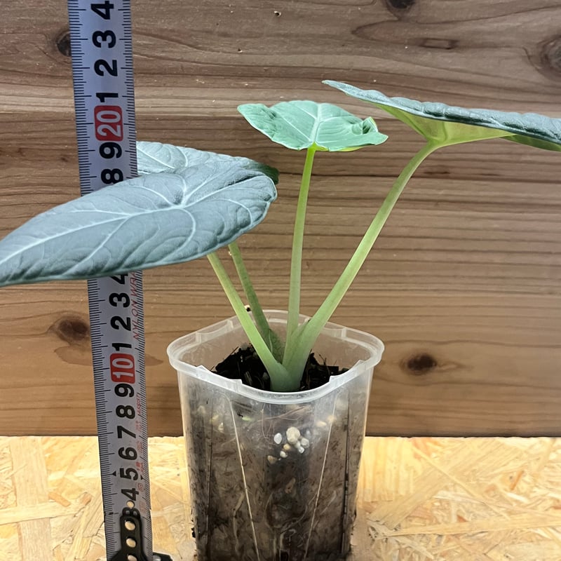 アロカシア マハラニ | GREEN LUCK