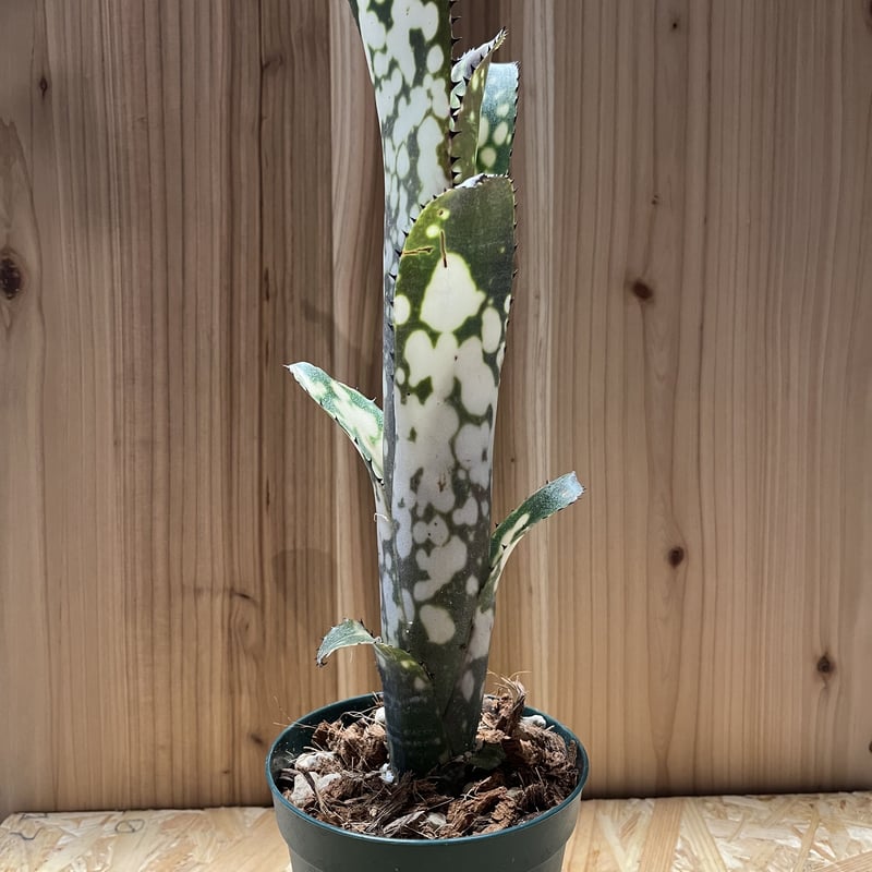 ビルベルギア メリーモナーク | GREEN LUCK