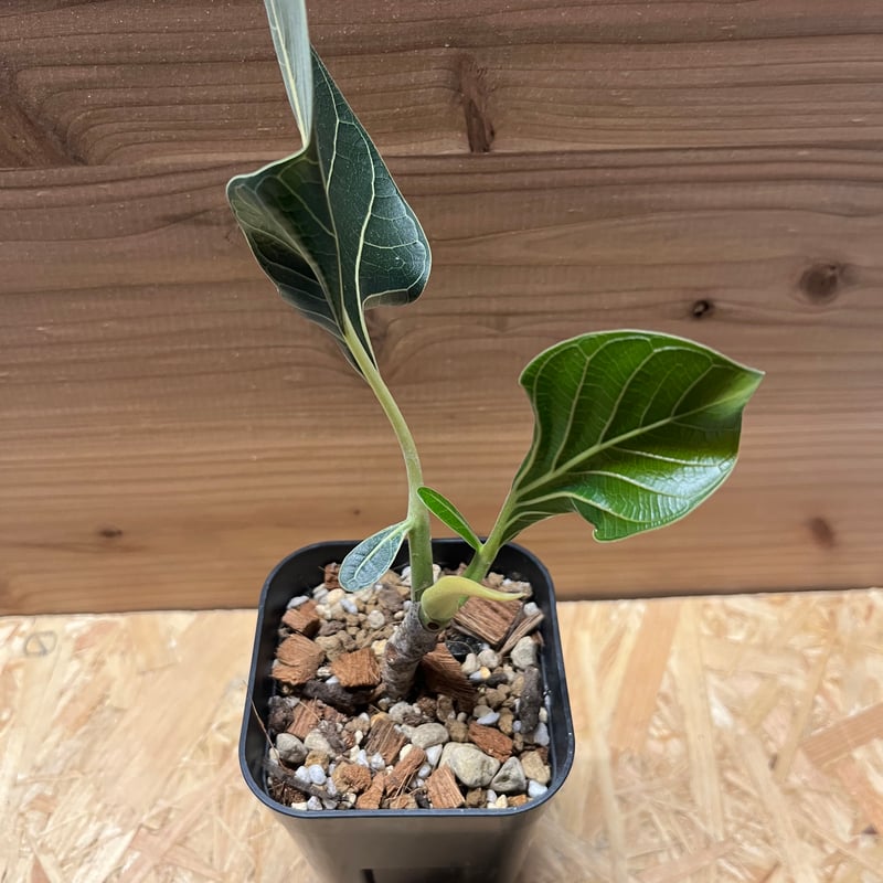 フィカス クリシュナボダイジュ | GREEN LUCK