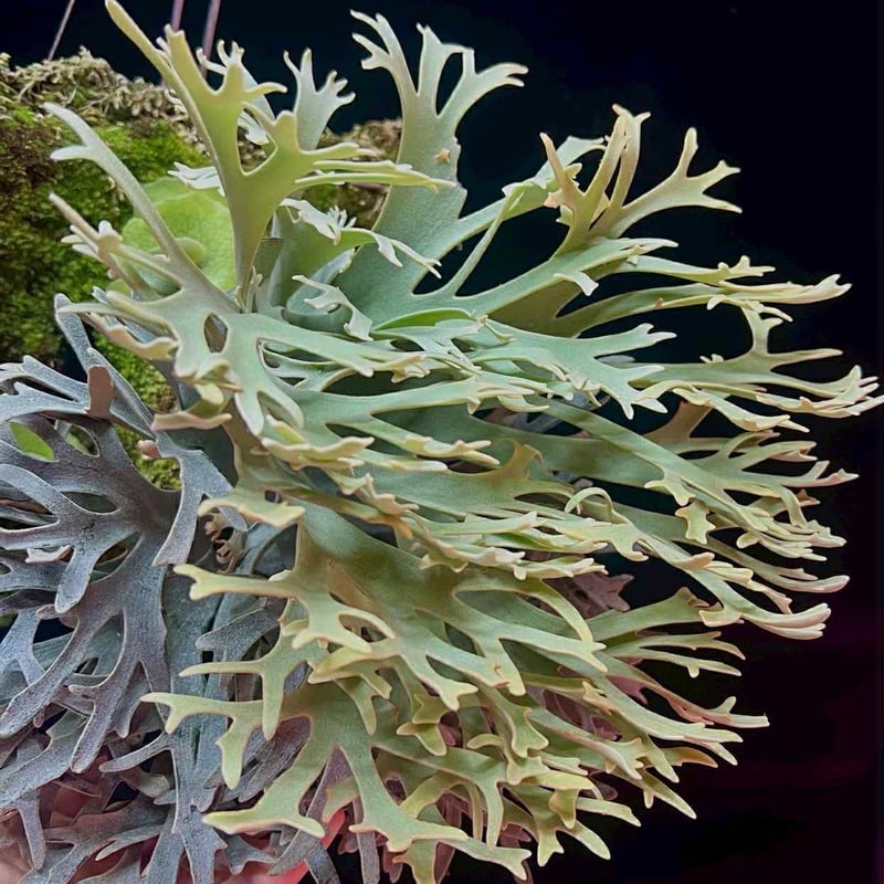 ビカクシダ ウィリンキー 'イエロームーンドワーフ スポア' | GREEN LUCK