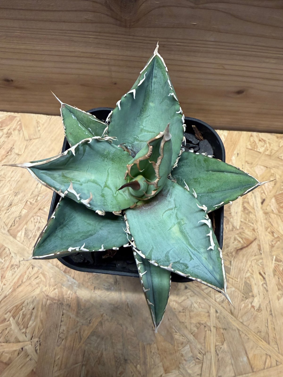 アガベ チタノタ オテロイ オアハカ実生 | GREEN LUCK