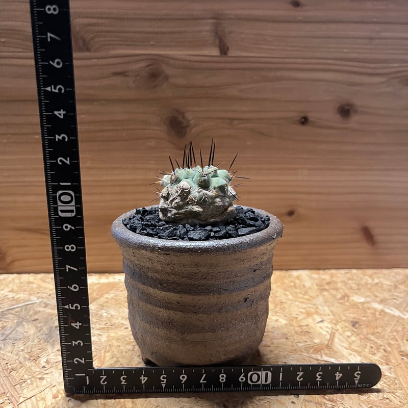 コピアポア シネレア 黒王丸×伝市鉢 | GREEN LUCK