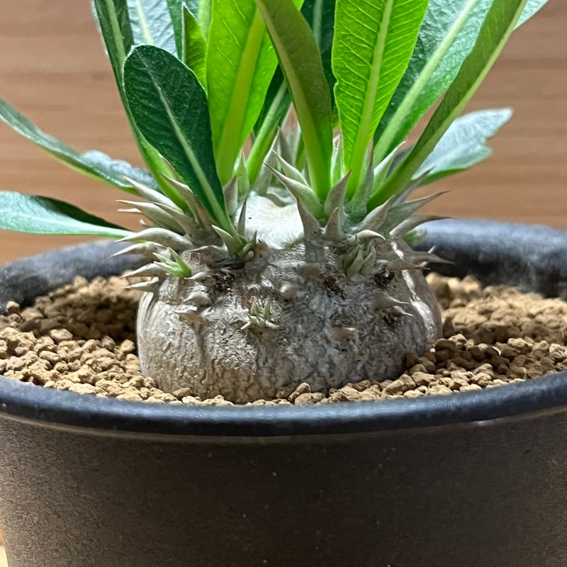 パキポディウム デンシカウレ 恵比寿大黒 | GREEN LUCK