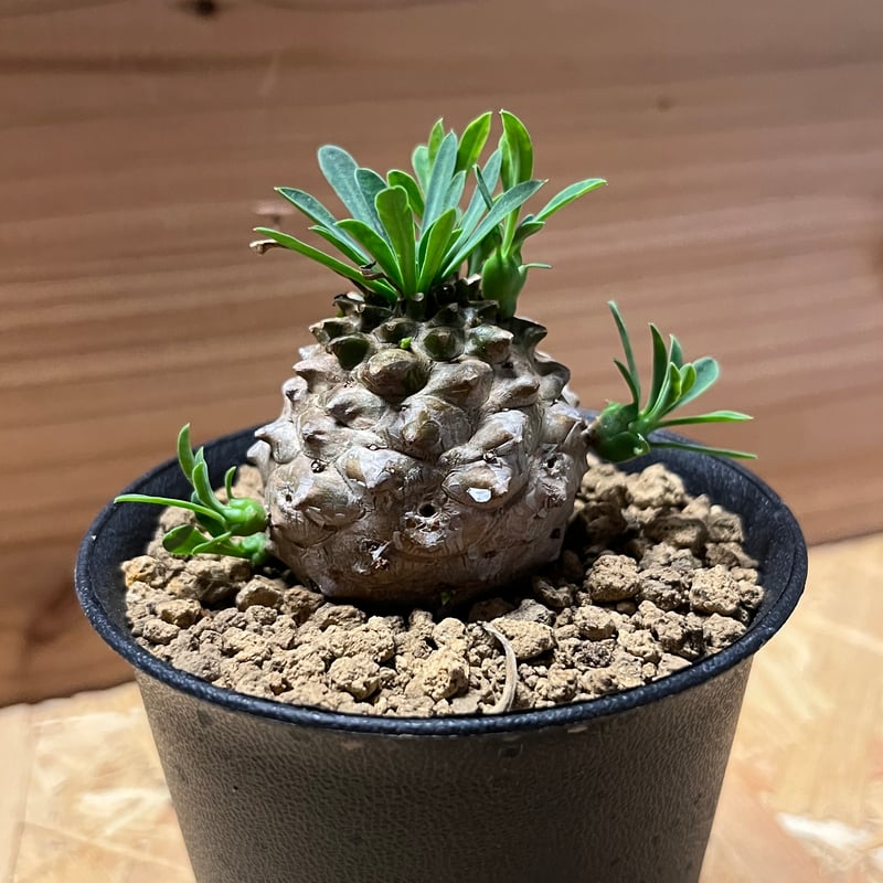 ユーフォルビア 峨眉山 | GREEN LUCK