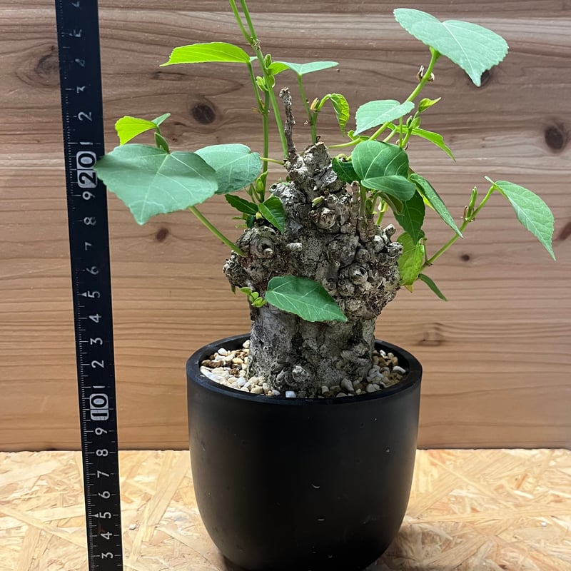 オオハマボウ （ユウナ） | GREEN LUCK