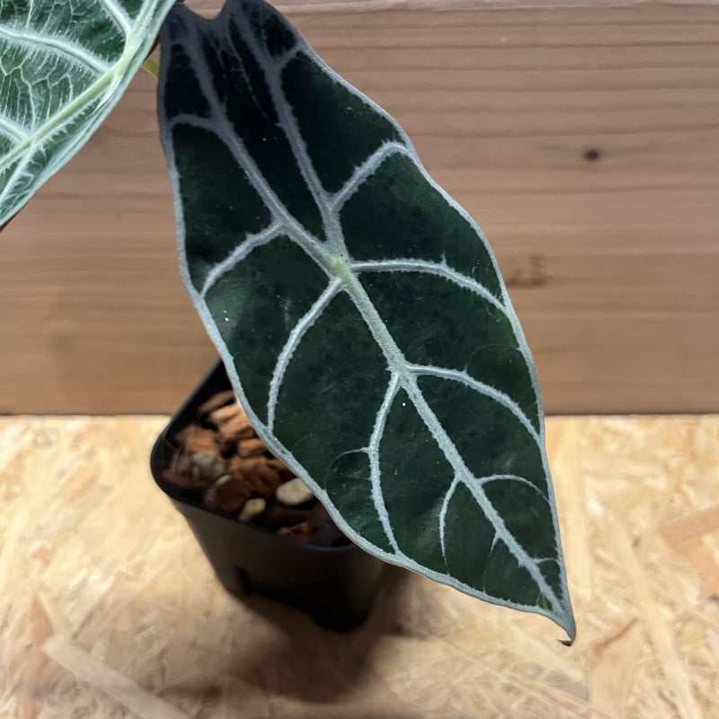 アロカシア ワトソニア ライトニング | GREEN LUCK