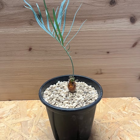 サイカスカイルンシアナ | STORES