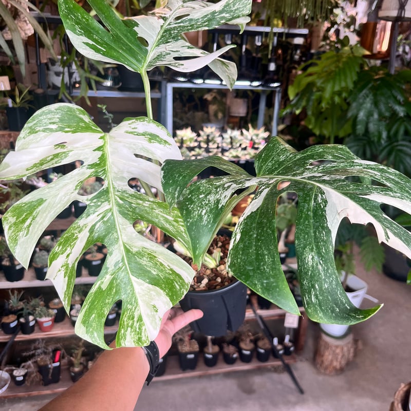 モンステラ ホワイトフェアリー （デリシオーサ×ボルシギアナ