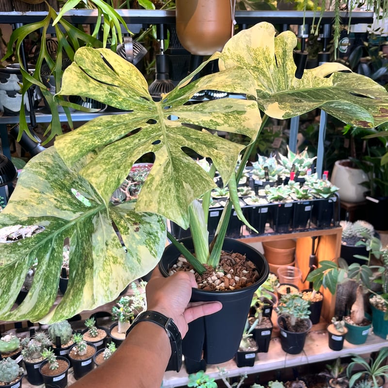 モンステラ デリシオーサ 'レガシー' | GREEN LUCK