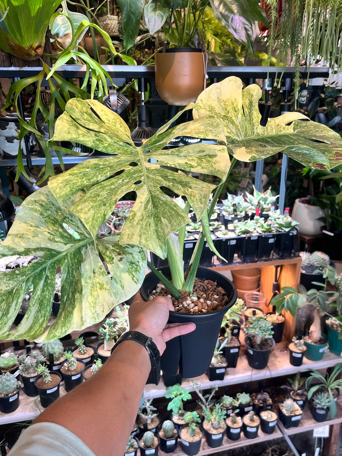 モンステラ デリシオーサ 'レガシー' | GREEN LUCK