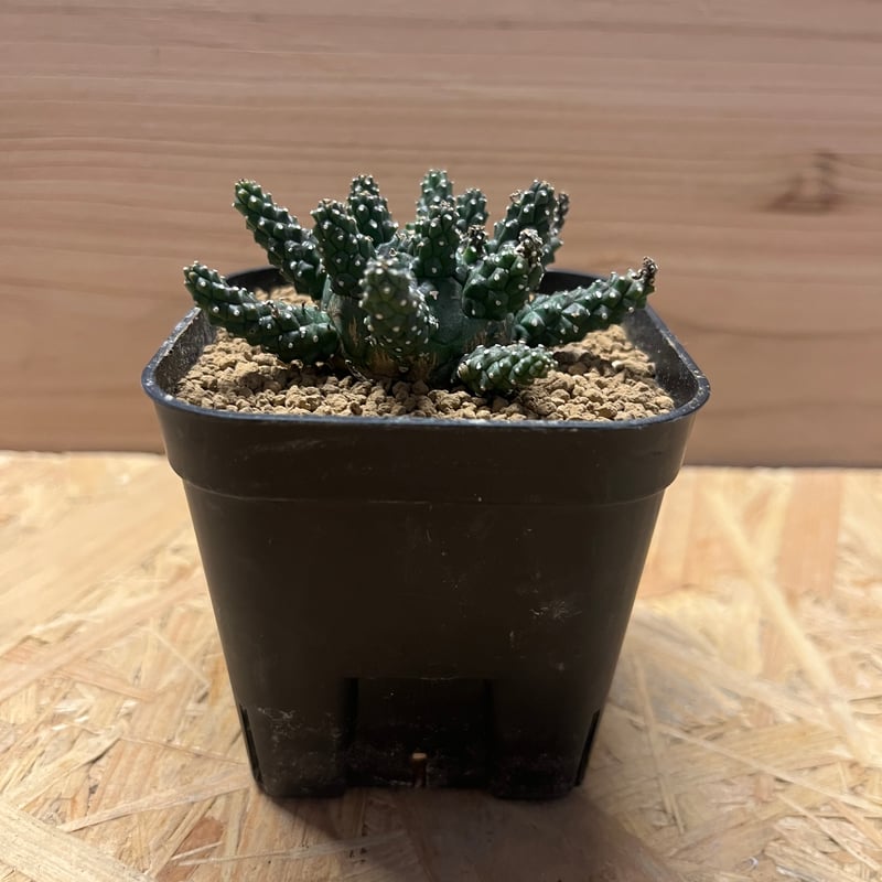 ユーフォルビア ガムケンシス | GREEN LUCK