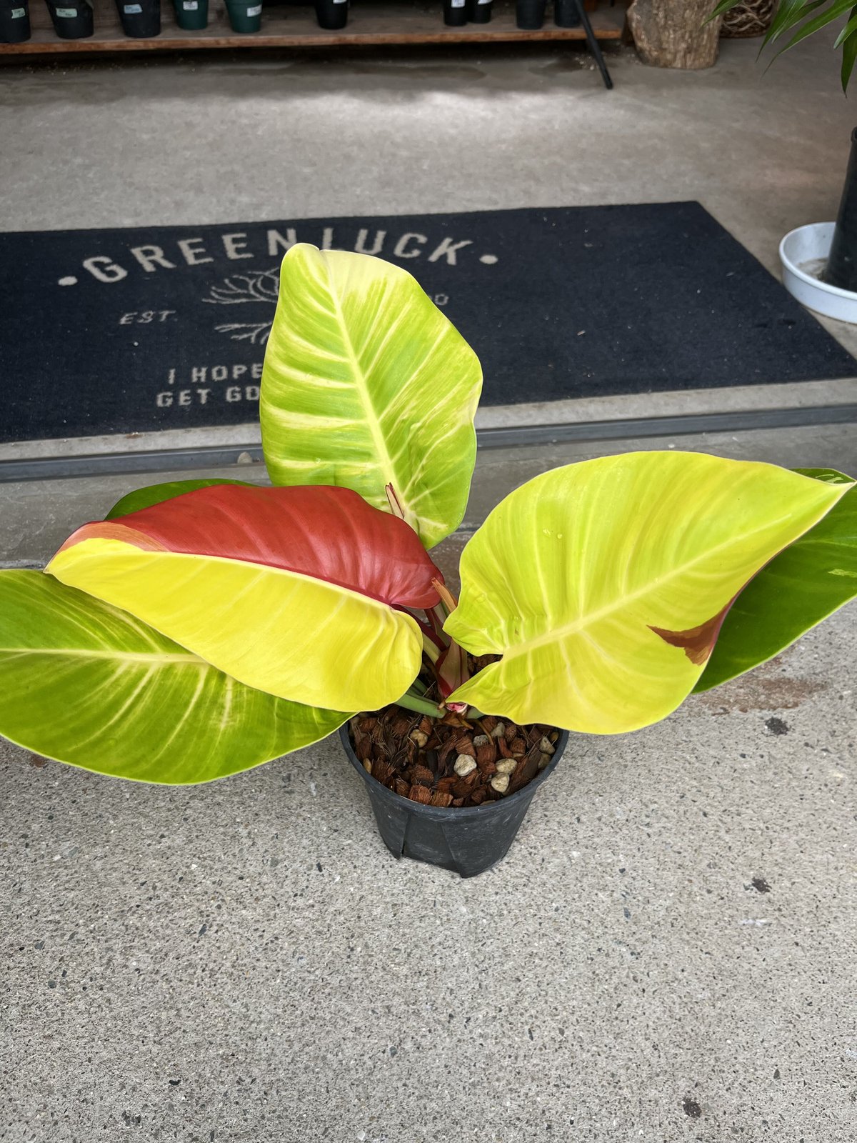 フィロデンドロン インペリアルイエローフレーム | GREEN LUCK