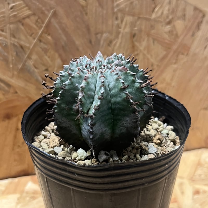 ユーフォルビア ホリダ | GREEN LUCK