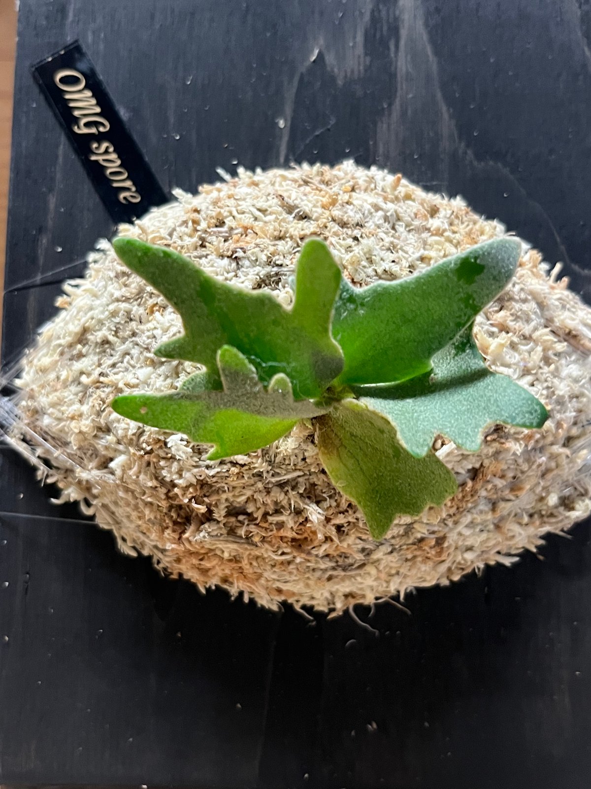 ビカクシダ OMG スポア | GREEN LUCK