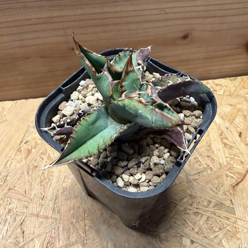 アガベ チタノタ 'EU FO-76' | GREEN LUCK