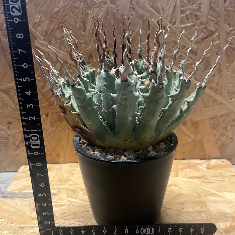 アガベ ユタエンシス エボリスピナ 陽炎 未発根 | GREEN LUCK