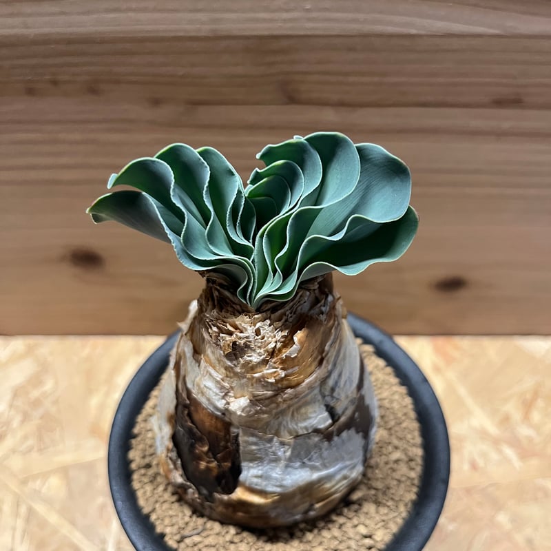 ブーファン ハエマンソイデス | GREEN LUCK