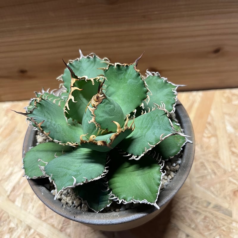 アガベ チタノタ フィリグリー | GREEN LUCK