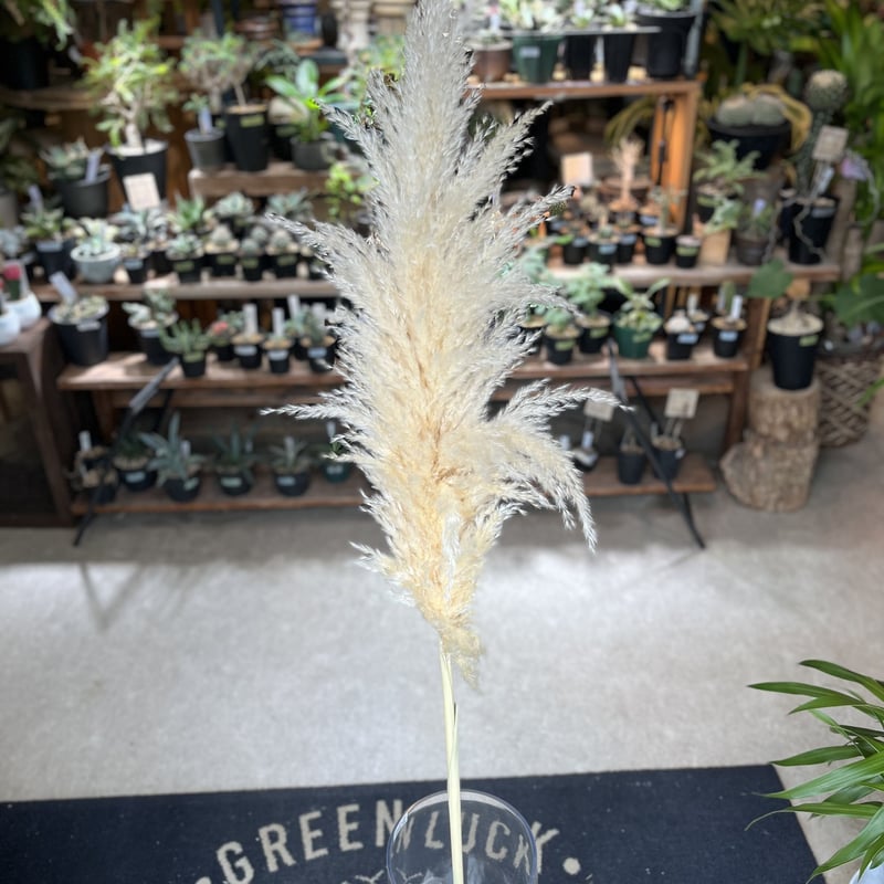 ドライ パンパスグラス | GREEN LUCK