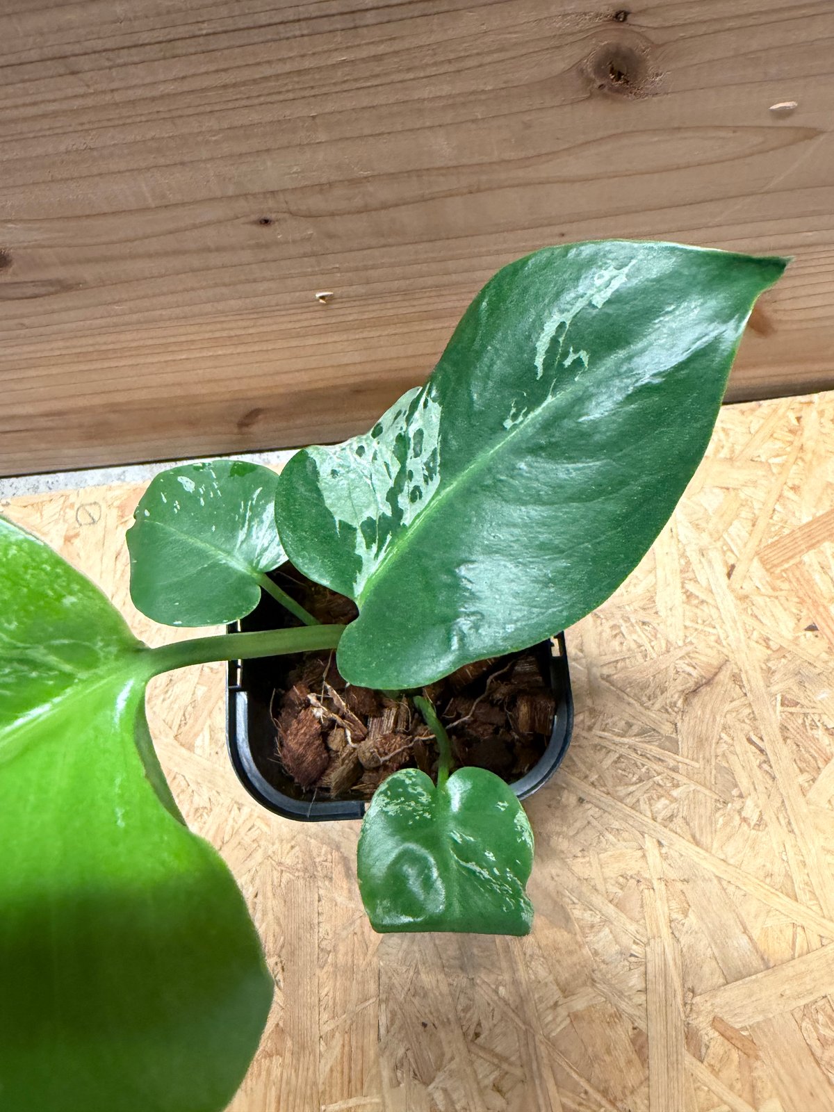 モンステラ デリシオーサ 'バルバソー' | GREEN LUCK