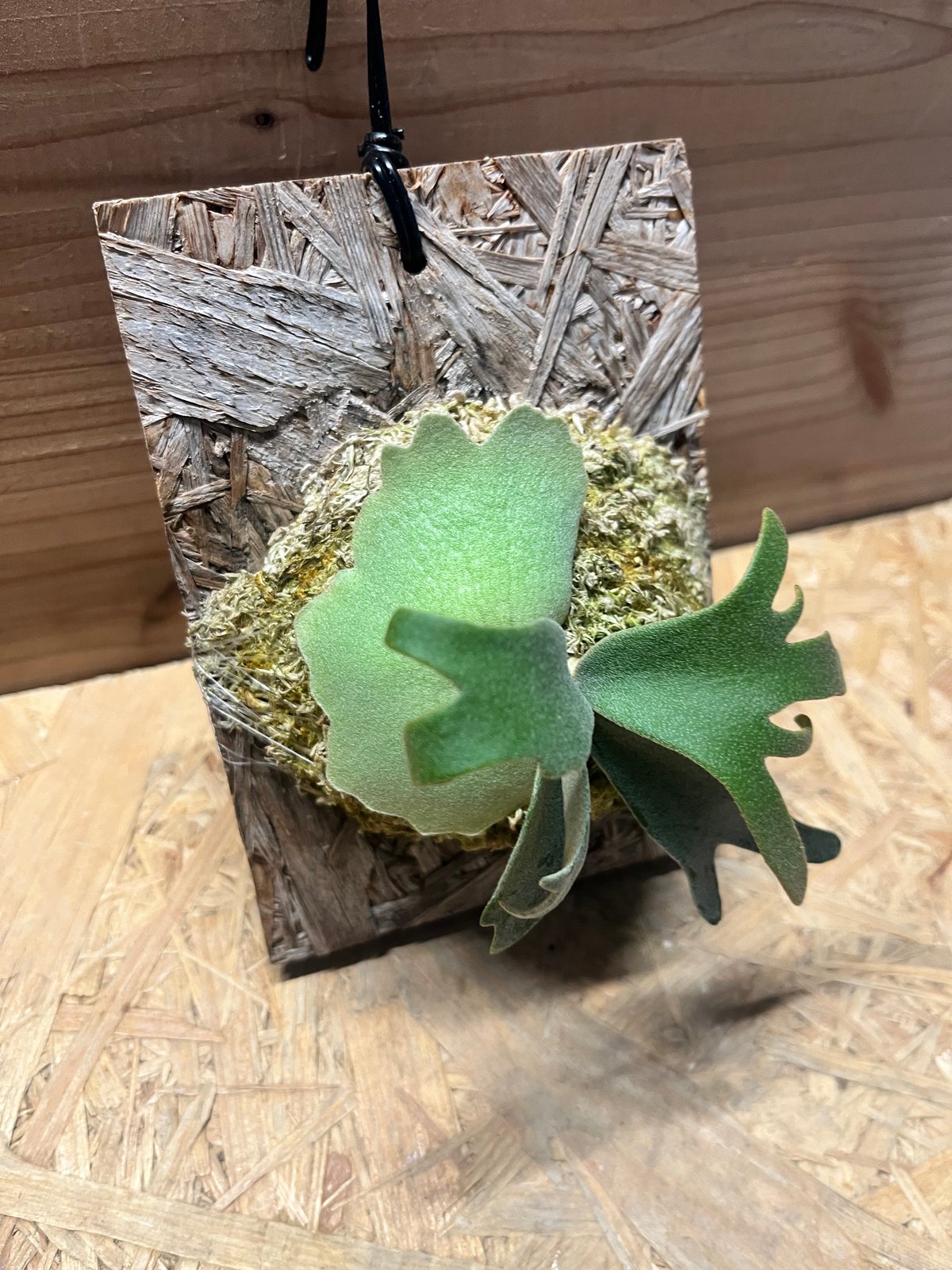 ビカクシダ ウィリンキー 'イエロームーンドワーフ スポア' | GREEN LUCK