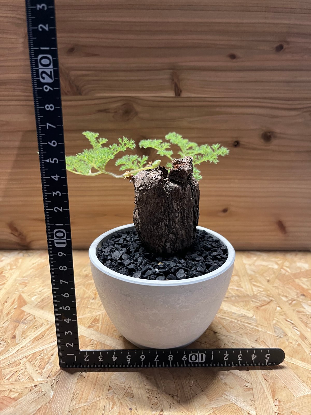 ペラルゴニウム トリステ | GREEN LUCK