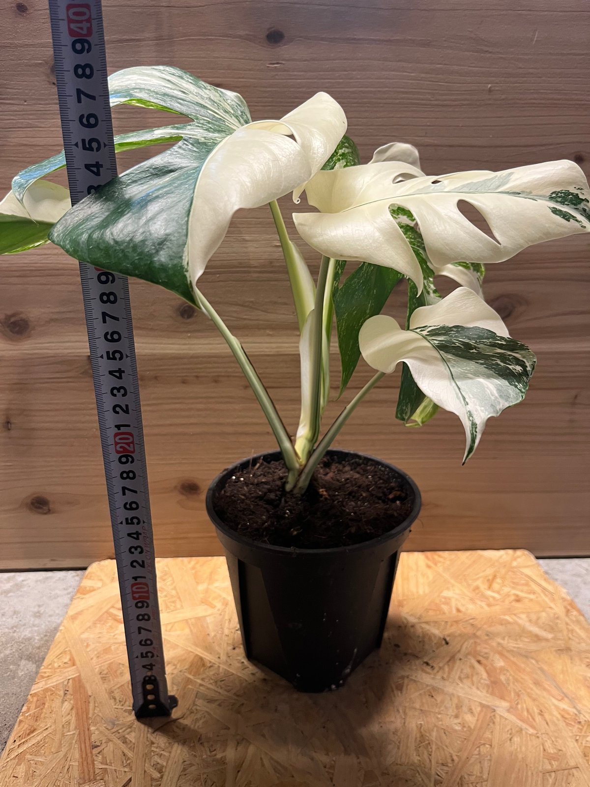 斑入りモンステラ ボルシギアナ 'ホワイトタイガー' | GREEN LUCK