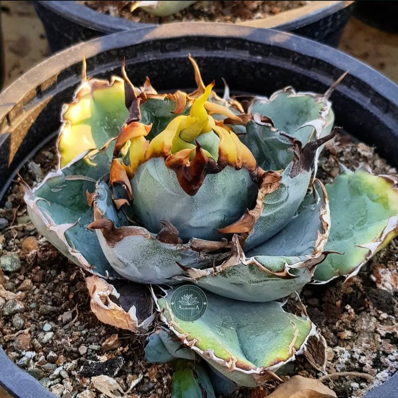 アガベ チタノタ ブルーボール | GREEN LUCK