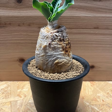 ブーファンハエマントイデス | STORES