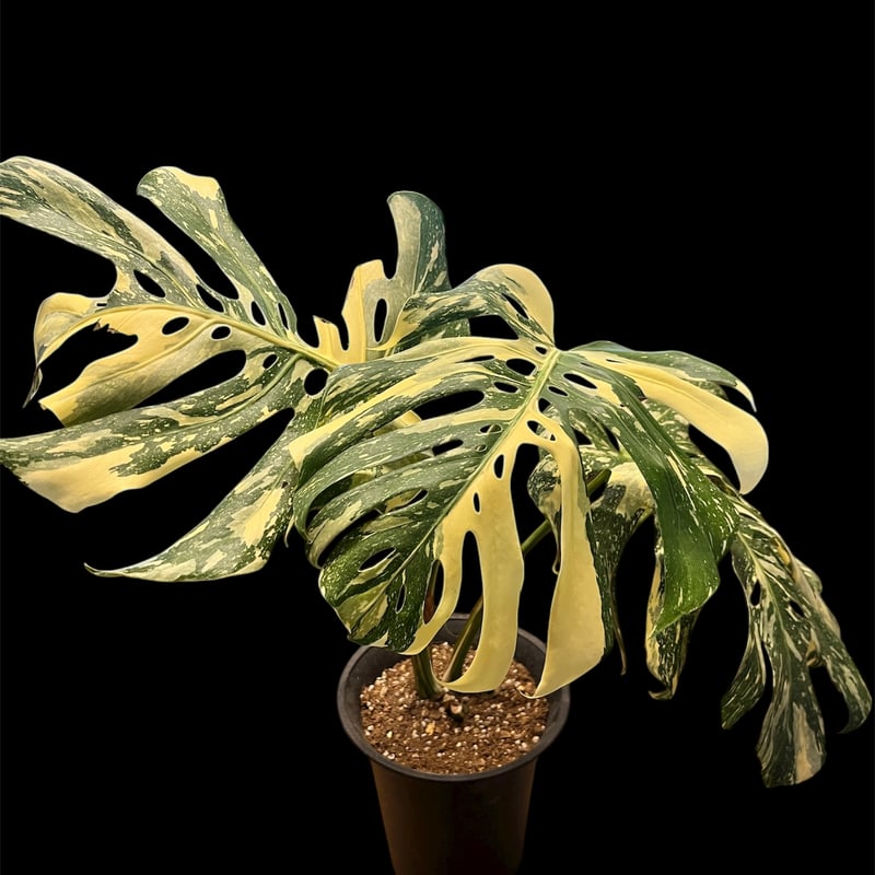 モンステラ デリシオーサ 'タイコンステレーション セレクト' | GREEN LUCK