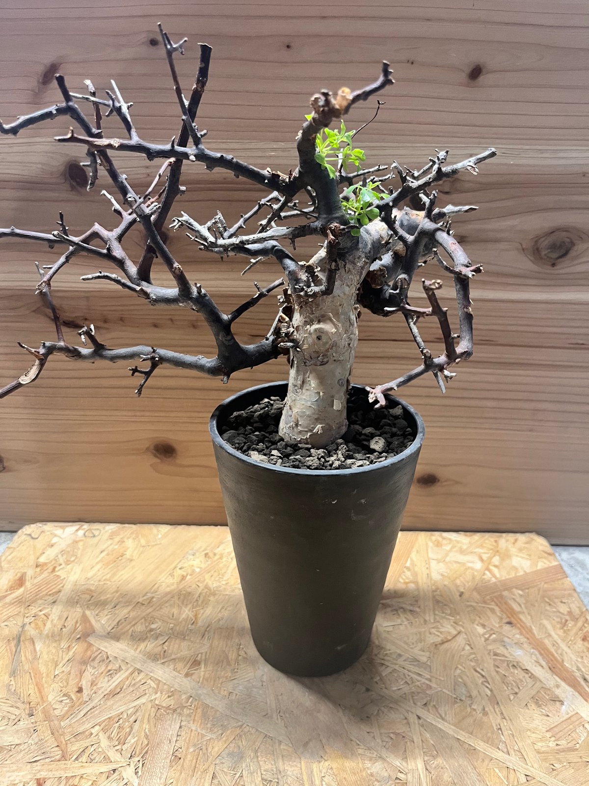 コミフォラ ピュアカタフ ソマリア産 コレクション 手乗り ぷっくり