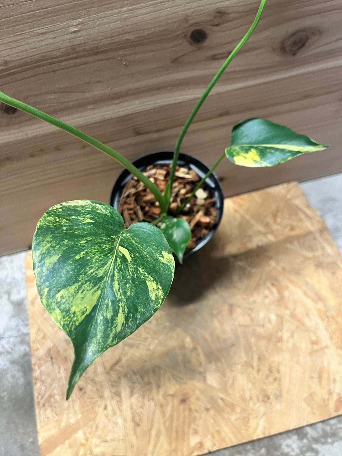 モンステラ デリシオーサ 'イエローマリリン' | GREEN LUCK