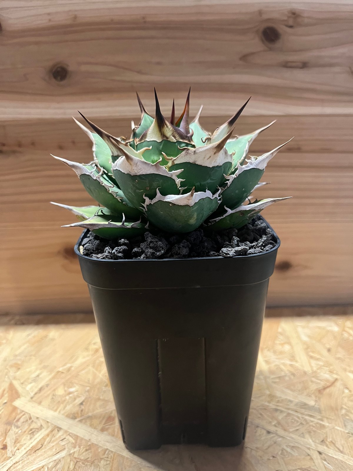 アガベ チタノタ オテロイ オアハカ | GREEN LUCK