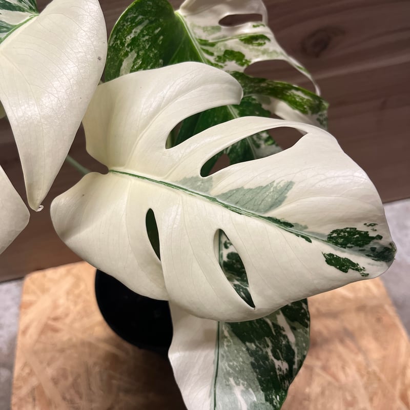 斑入りモンステラ ボルシギアナ 'ホワイトタイガー' | GREEN LUCK