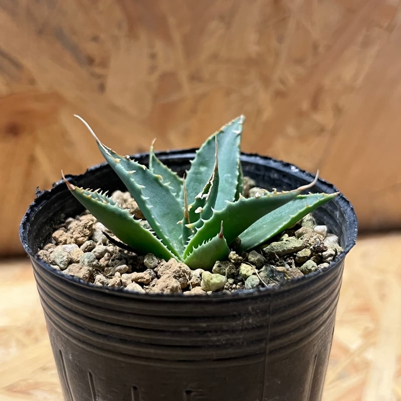 アガベ ユタエンシス エボリスピナ 実生 | GREEN LUCK
