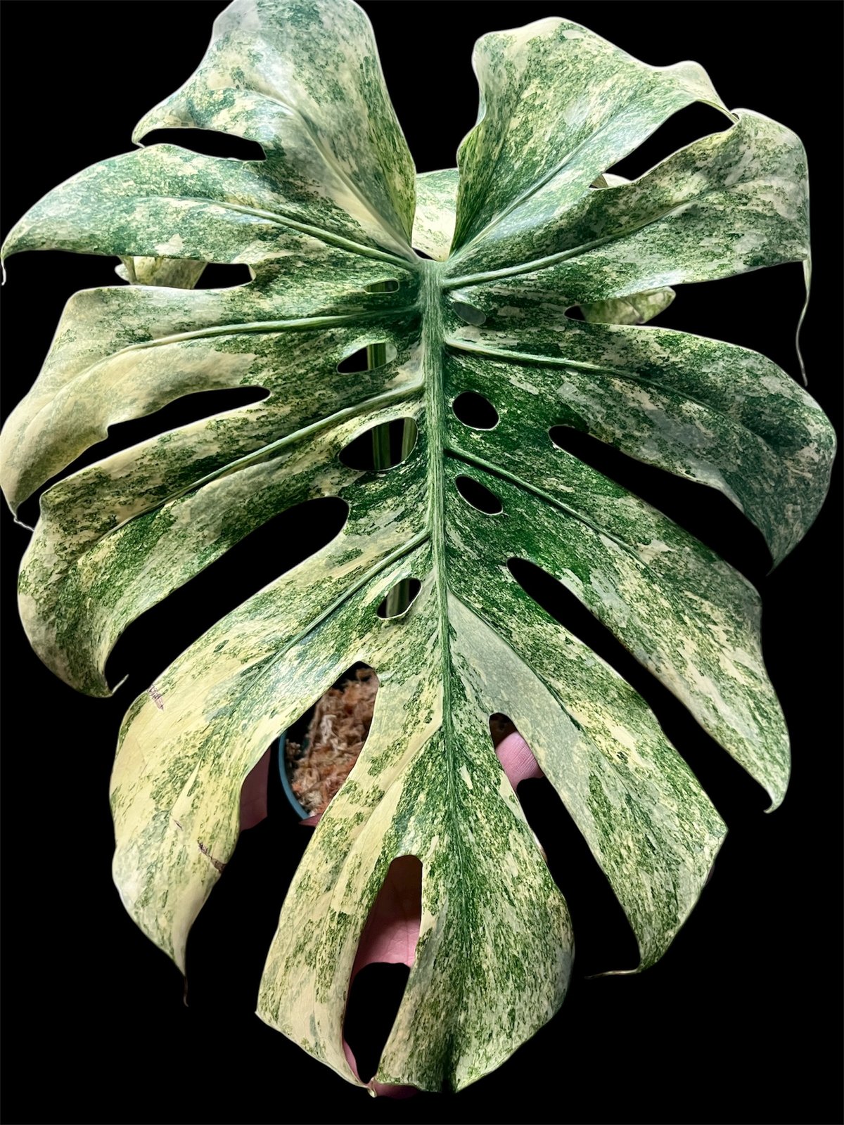 モンステラ デリシオーサ 'レガシー' | GREEN LUCK