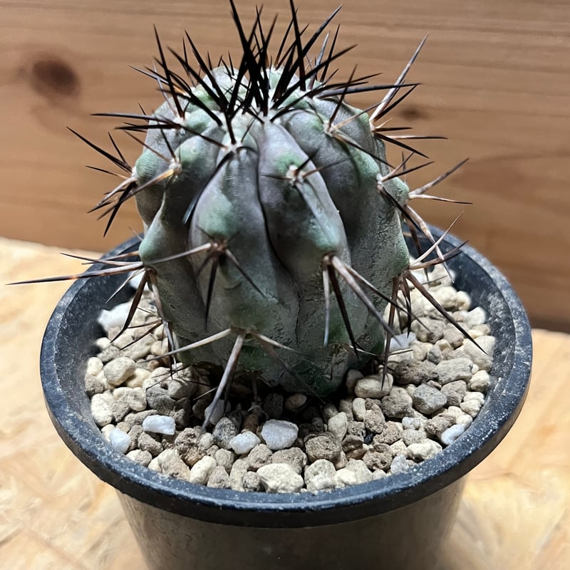 コピアポア シネレア 黒王丸 カキコ | GREEN LUCK