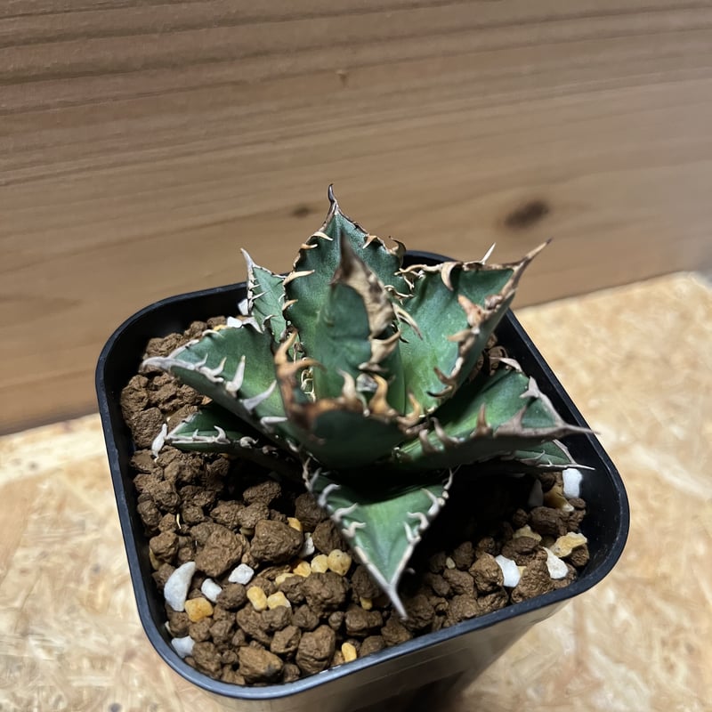 アガベ チタノタ レッドキャットウィーズル 'ゴリ猫' | GREEN LUCK