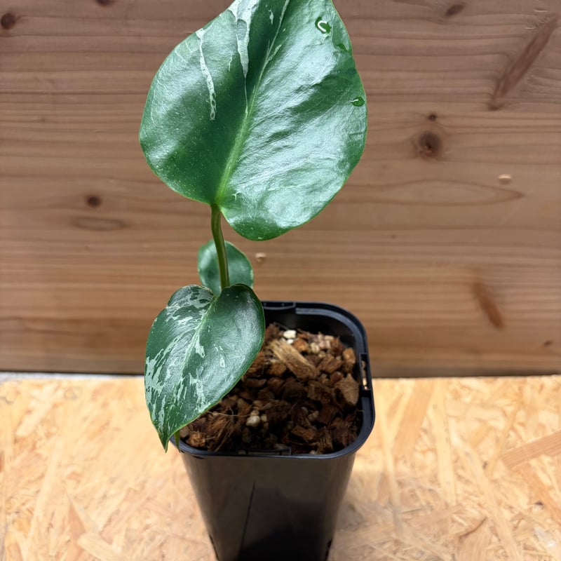 モンステラ デリシオーサ 'バルバソー' | GREEN LUCK