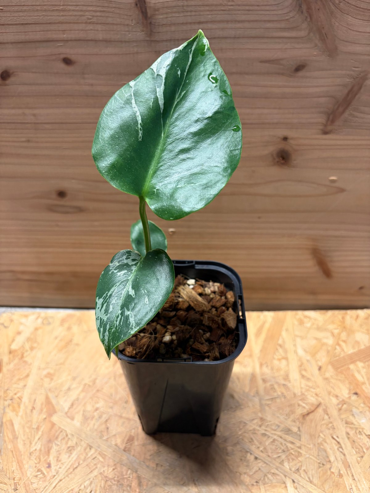 モンステラ デリシオーサ 'バルバソー' | GREEN LUCK