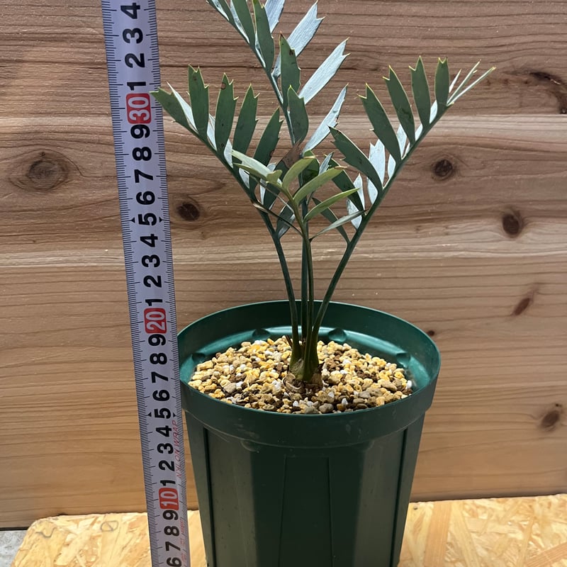 エンセファラルトス ホリダス | GREEN LUCK