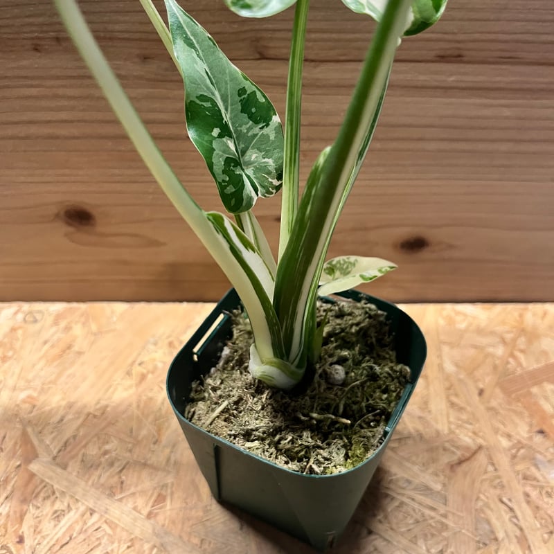 アロカシア オドラ クワズイモ 斑入り | GREEN LUCK