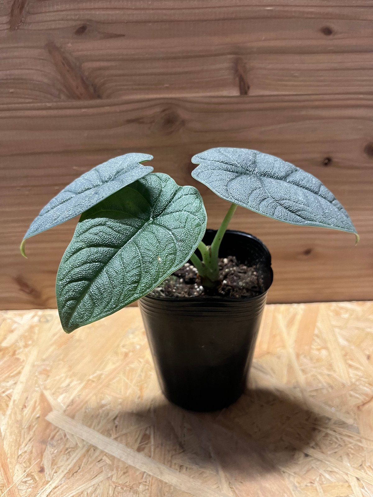 アロカシア メロ | GREEN LUCK